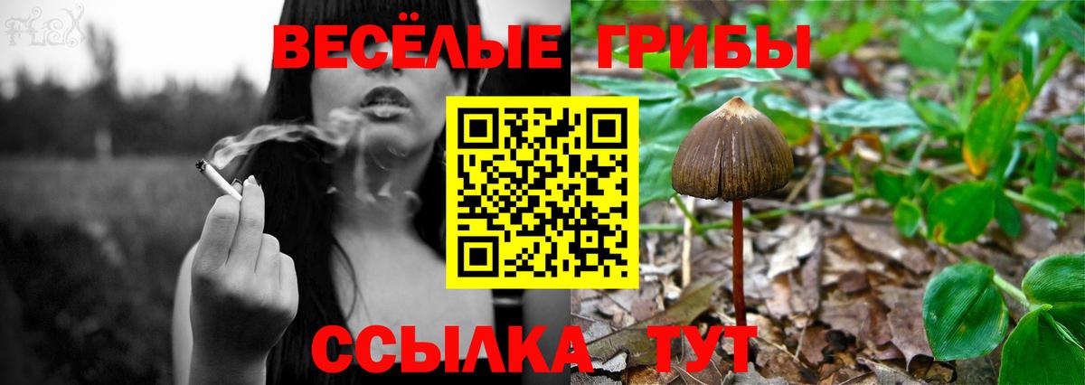 Псилоцибиновые грибы мицелий Дзержинск
